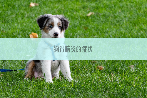 狗得脑炎的症状