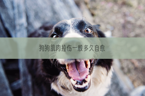狗狗肌肉拉伤一般多久自愈