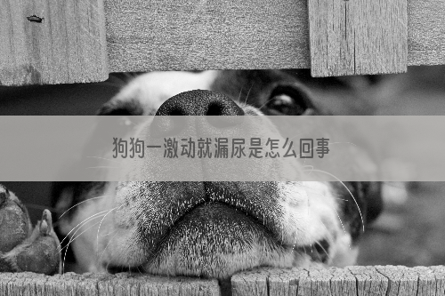 狗狗一激动就漏尿是怎么回事
