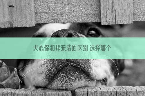 犬心保和拜宠清的区别 选择哪个更安全有效？