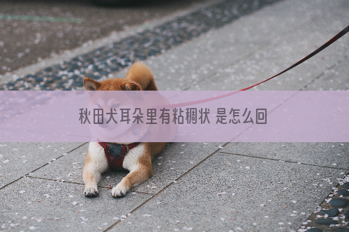 秋田犬耳朵里有粘稠状 是怎么回事？