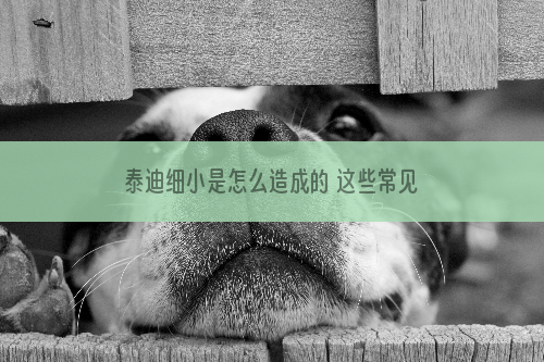 泰迪细小是怎么造成的 这些常见误区就是病因！
