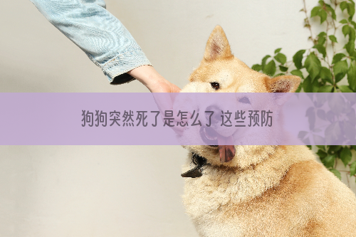 狗狗突然死了是怎么了 这些预防措施你得到位！