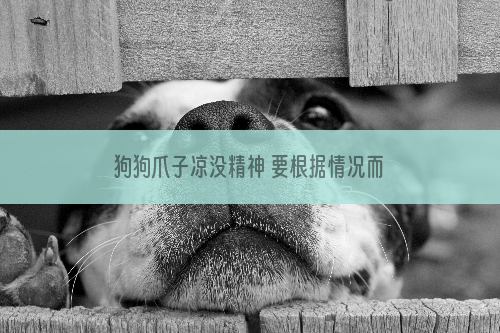 狗狗爪子凉没精神 要根据情况而定哦！