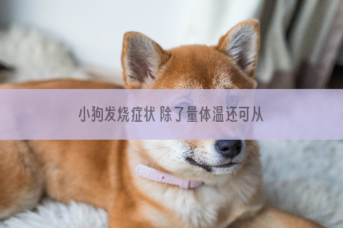 小狗发烧症状 除了量体温还可从这几个表现判断