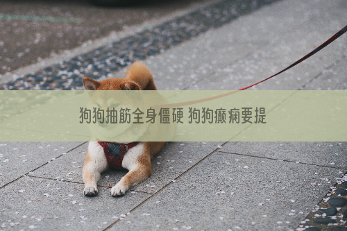 狗狗抽筋全身僵硬 狗狗癫痫要提防！