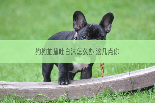 狗狗抽搐吐白沫怎么办 这几点你要警惕