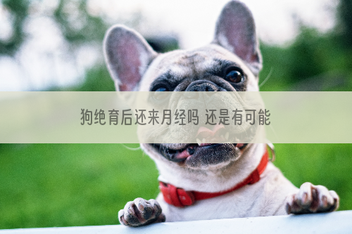 狗绝育后还来月经吗 还是有可能的哦！
