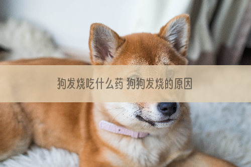 狗发烧吃什么药 狗狗发烧的原因是什么？