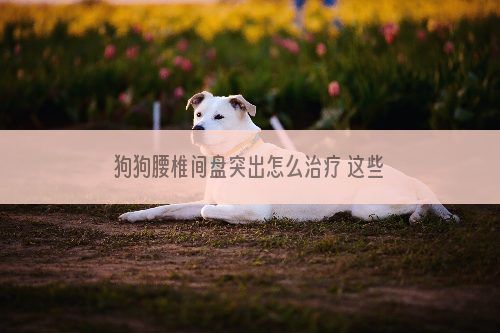 狗狗腰椎间盘突出怎么治疗 这些狗狗都不适合爬楼梯哦！