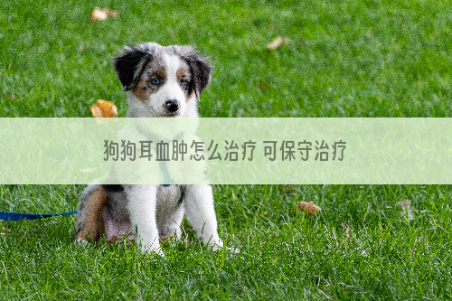 狗狗耳血肿怎么治疗 可保守治疗还是必须手术？