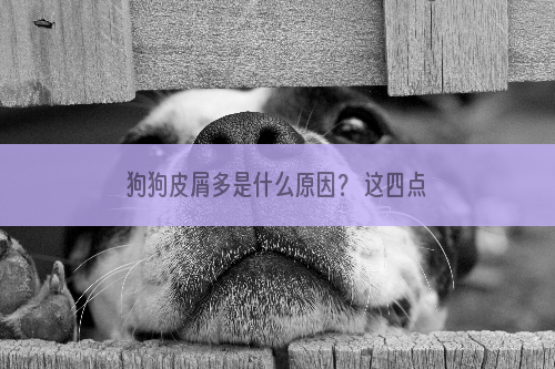 狗狗皮屑多是什么原因？ 这四点原因你要知道！