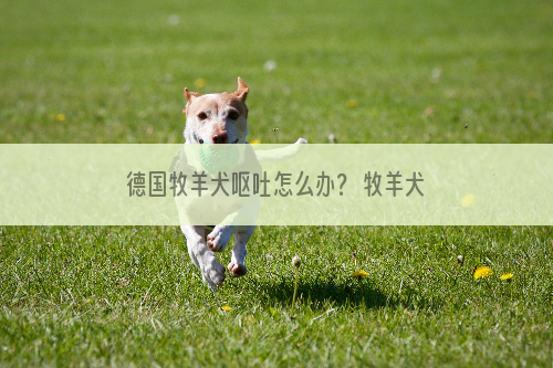 德国牧羊犬呕吐怎么办？ 牧羊犬呕吐的原因是什么？