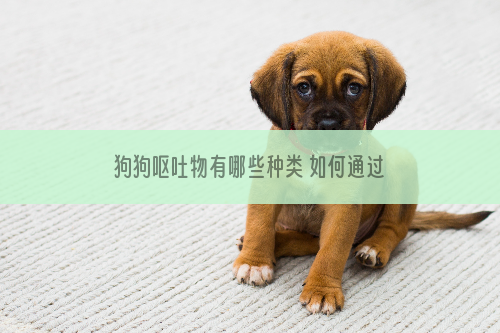 狗狗呕吐物有哪些种类 如何通过呕吐物来分析原因