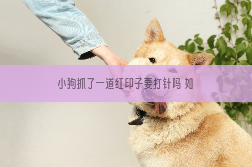 小狗抓了一道红印子要打针吗 如何判断？