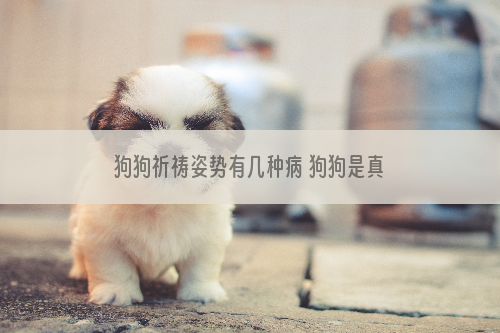狗狗祈祷姿势有几种病 狗狗是真的在做祈祷吗