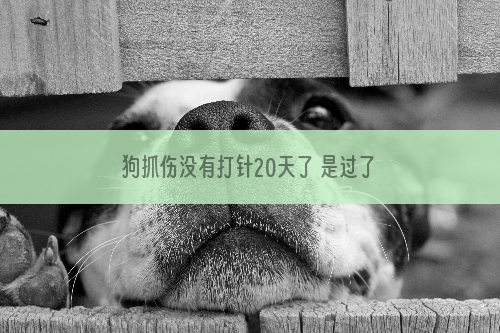 狗抓伤没有打针20天了 是过了安全期了吗？
