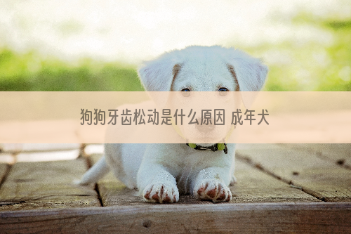 狗狗牙齿松动是什么原因 成年犬的牙齿没有借口！