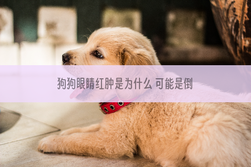 狗狗眼睛红肿是为什么 可能是倒睫！