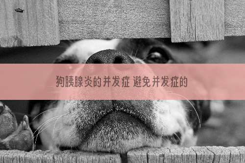 狗胰腺炎的并发症 避免并发症的出现吧！