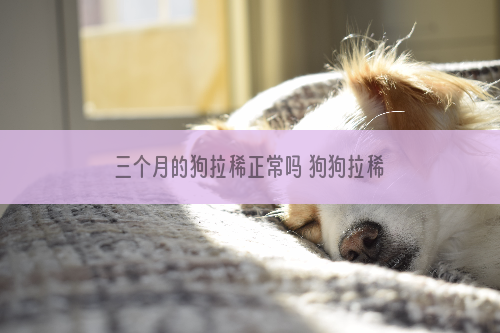 三个月的狗拉稀正常吗 狗狗拉稀了得赶紧找原因！