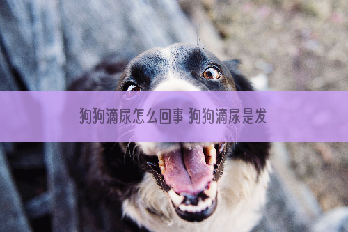 狗狗滴尿怎么回事 狗狗滴尿是发情了还是生病了