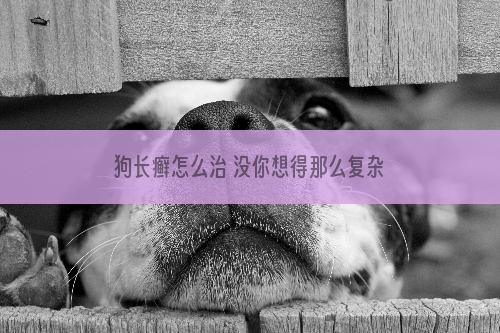 狗长癣怎么治 没你想得那么复杂!