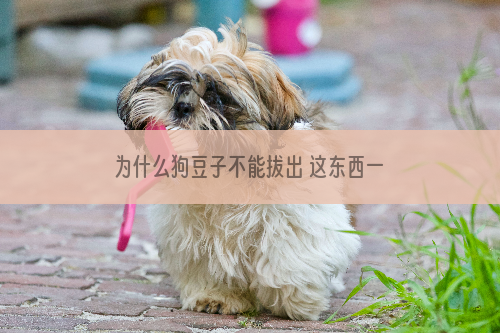 为什么狗豆子不能拔出 这东西一定不要硬拔啊！