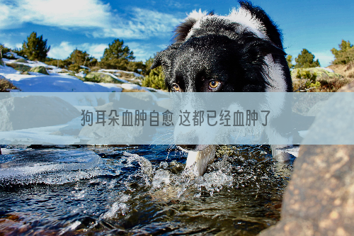 狗耳朵血肿自愈 这都已经血肿了怎么可能会自愈呢？