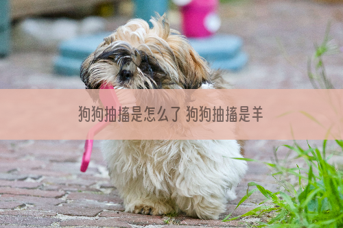 狗狗抽搐是怎么了 狗狗抽搐是羊癫疯吗
