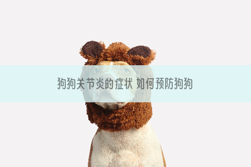 狗狗关节炎的症状 如何预防狗狗关节炎