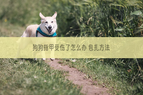 狗狗指甲受伤了怎么办 包扎方法很重要