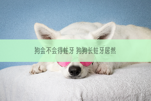 狗会不会得蛀牙 狗狗长蛀牙居然这么严重