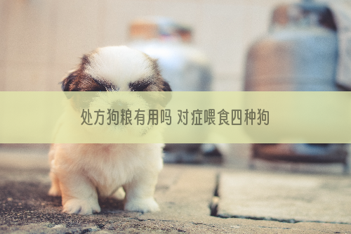 处方狗粮有用吗 对症喂食四种狗粮解决健康问题