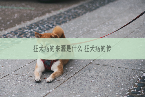 狂犬病的来源是什么 狂犬病的传播方式有哪些