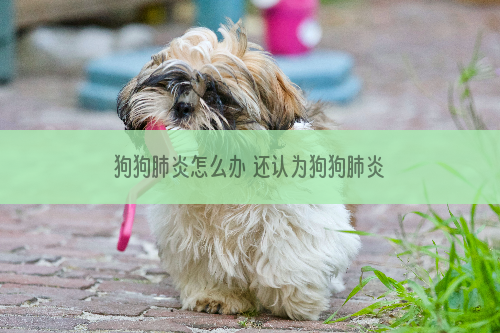 狗狗肺炎怎么办 还认为狗狗肺炎是小问题吗