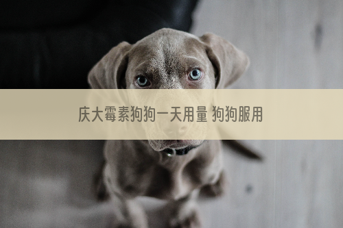庆大霉素狗狗一天用量 狗狗服用庆大霉素的注意事项