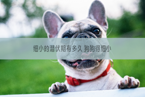细小的潜伏期有多久 狗狗得细小的症状是什么