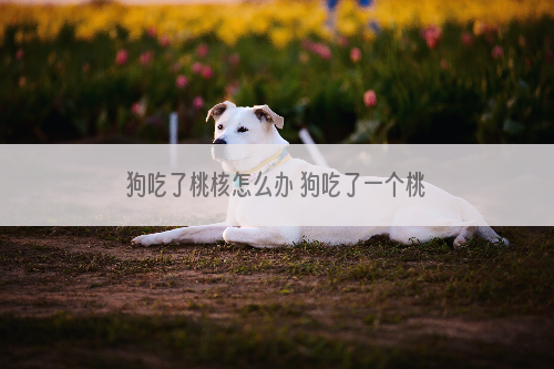 狗吃了桃核怎么办 狗吃了一个桃核怎么办