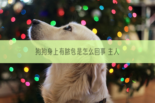 狗狗身上有脓包是怎么回事 主人不要不当回事哦