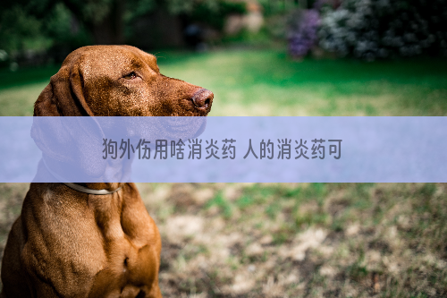 狗外伤用啥消炎药 人的消炎药可以给狗狗用吗