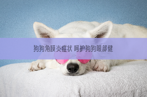 狗狗角膜炎症状 呵护狗狗眼部健康从现在做起