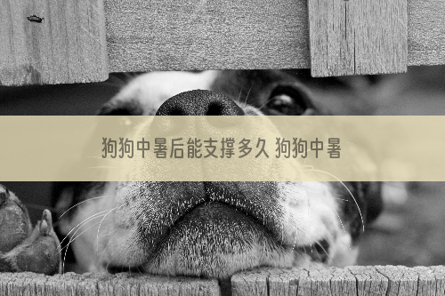 狗狗中暑后能支撑多久 狗狗中暑了我们应该怎么做