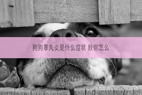 狗狗睾丸炎是什么症状 教你怎么处理
