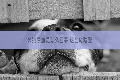公狗尿血是怎么回事 这些危险警报你了解吗