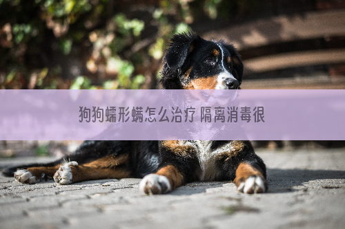 狗狗蠕形螨怎么治疗 隔离消毒很重要