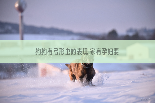 狗狗有弓形虫的表现 家有孕妇要小心