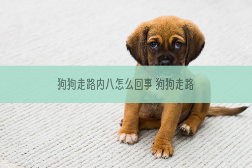 狗狗走路内八怎么回事 狗狗走路外八或者内八的常见原因