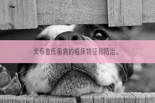犬布鲁氏菌病的临床特征和防治。 人畜共患病要警惕