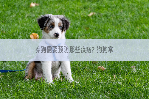 养狗需要预防那些疾病? 狗狗常见疾病全解析